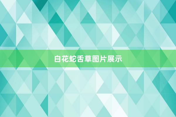白花蛇舌草图片展示